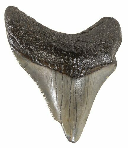 Juvenile Megalodon Tooth - South Carolina #54140